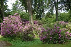 To bestow as a heritage. And The Trees Too