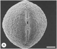 Image result for Indigofera ambelacensis