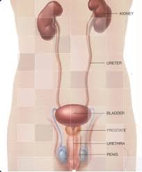 Image result for Bladder Anatomy