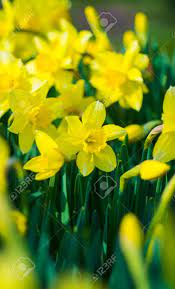 Daffodil Flower Locations Best Flower Wallpaper