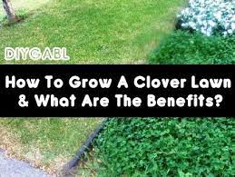 How To Grow A Clover Lawn What Are The Benefits Clover Lawn Lawn Alternatives Diy Lawn