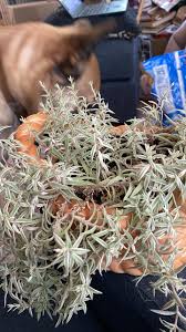 Image result for Scleria foliosa