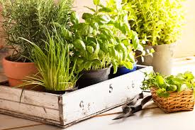Wir stellen ihnen verschiedene kräuter vor, die vor aromen nur so strotzen und sich aufgrund ihrer winterhärte auch ganzjährig für den garten eignen. Krauter Fur Gartenanfanger Hausinfo