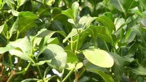Image result for Psychotria capensis
