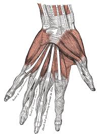 Image result for Elson Extensor Tendon Test