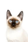 Types of Siamese Cats