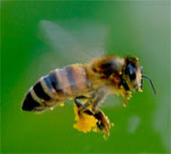 Image result for Africanized Honey Bees