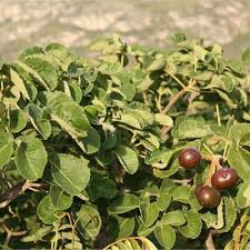 Image result for Centemopsis filiformis