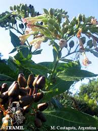 Image result for Nicotiana tabacum