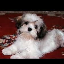 Både bichon havanais och bichon frisé är sällskapshundar och de behöver inte enorma mängder motion. Havanese Chien Shih Tzu Bichon Havanais Chiot Shih Tzu
