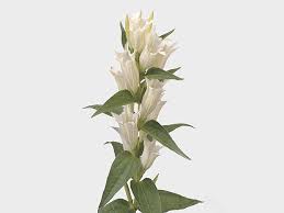 Image result for Gentiana asclepiadea alba