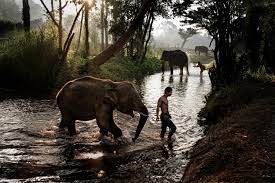 By Steve Mccurry Elephant Steve Mccurry Carnival Of The Animals Elephant