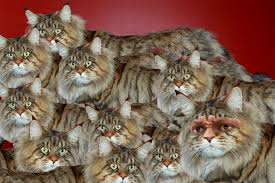 Frank Ntilikina isn't a dog. He's a Maine Coon cat. - Posting and Toasting