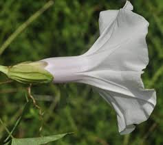 Image result for Ipomoea lapathifolia