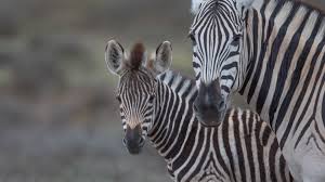 Image result for zebra