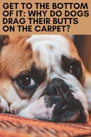 Get To The Bottom Of It Why Do Dogs Drag Their Butts On The Carpet In 2020 Dogs Happy Dogs Funny Dogs