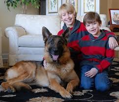 German shepherd dog / hound (medium coat). Forget The Breeders Think German Shepherd Puppy Adoption First Shepped Com