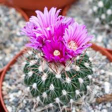 Image result for Crassula schimperi