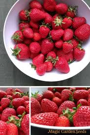 Um Erdbeeren Anzubauen Benotigt Man Keinen Garten Es Reicht Auch Ein Balkon Oder Eine Terrasse Um Die Sussen Roten Fruchte Mit Bildern Erdbeeren Erdbeeren Anbauen Fruchte