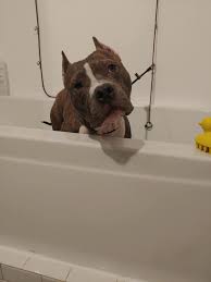 Chicago public library recommends the best of the… Sydnee S Pet Grooming Chicago West Loop Posts Facebook