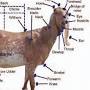 Beetal goat characteristics from cuvas.edu.pk