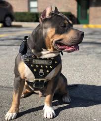 If you love louis vuitton and pitbull dog puppy beagle juicy couture pink october love fashion fashion trends barbie world dog collars & leashes dog leash short dog quotes louis vuitton dog collar cute dog. Louis Vuitton Spiked Dog Collar Off 72 Www Usushimd Com