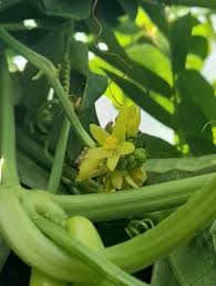 Image result for Sicyos