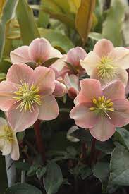 Brighten Your Garden With Hellebores Also Called Lenten Roses These Shade Loving Beauties Resist Deer And Come Bac With Images Shade Flowers Lenten Rose Planting Flowers