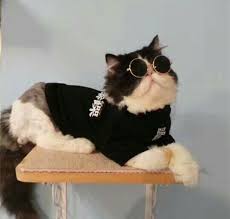 Gozluklu Kedi Hayvan Kedi Hayvanlar