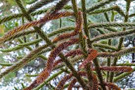 Image result for Araucariaceae