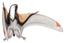 Image result for Dinophora spenneroides