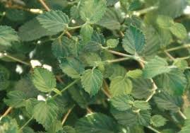 Image result for Cliffortia