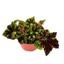 Image result for Begonia sonderiana
