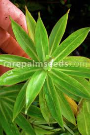 Image result for Solanecio sp.no.1