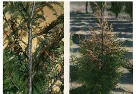 There are 2 primary fungal pathogens that attack leyland cypress trees in the southeast, seiridium canker and botryosphaera (bot) canker. A Young X C Leylandii Tree With A Died Branch From A Canker Developing Download Scientific Diagram