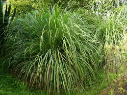 Check spelling or type a new query. 12 Plantes Repulsives Contre Les Moustiques Clic Bien Etre