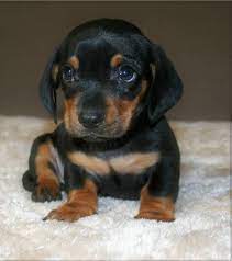 This mini dachshund puppy has a cool personality and will make a great companion dog. Dachshund Puppies For Sale Phoenix Az 254330 Petzlover