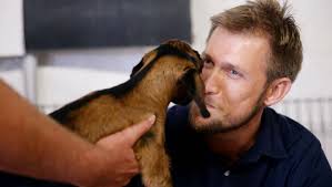 TOPICS: Big kiss off from Show goat
