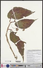 Image result for Begonia macrocarpa