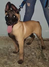 Belgium Malinois Black Belgian Malinois Puppy Belgium Malinois His Fist Day Of Training School 3 Month Old Belgium Malinois Malinois Training Malinois