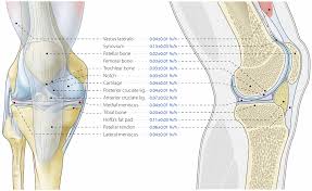 Aug 22, 2020 · the knee joint is a complex structure that involves bones, tendons, ligaments, muscles, and other structures for normal function. Protein Synthesis Rates Of Muscle Tendon Ligament Cartilage And Bone Tissue In Vivo In Humans
