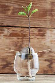 How To Grow Avocados Gardener S Path Growing An Avocado Tree Grow Avocado Avocado Tree