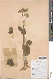 Image result for Hibiscus panduriformis