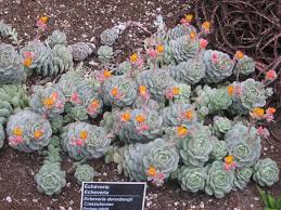 This weekend shop succulents, pots houseplants.the rose painted calathea. Echeveria Derenbergii Wikipedia