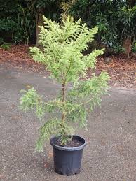 Image result for Araucaria cunninghamii