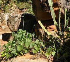 Image result for Senecio oxyriifolius