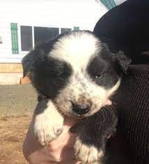 Beautiful dachshund puppies in oregon and washington. Border Collie Puppy For Sale In Colton Or Usa Adn 64975 On Puppyfinder Com Gender Male Age 8 Collie Puppies Collie Puppies For Sale Border Collie Puppies