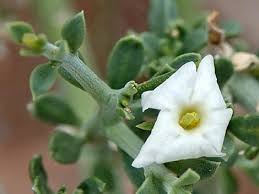 Image result for Menodora