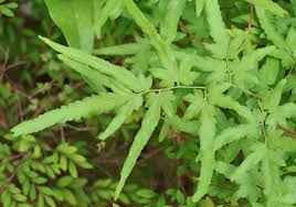 Image result for Schizaeaceae