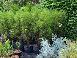 Image result for Rhamnus staddo